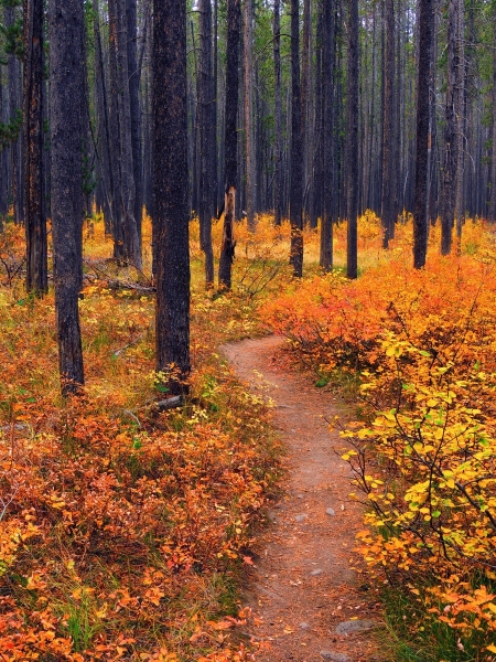 The Buckner Trail in Autumn